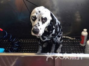 Best dog wash conway ar,Location and Accessibility