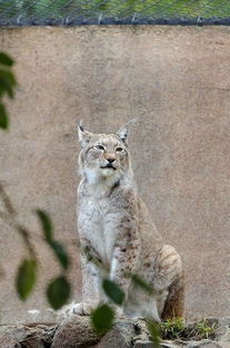 guinea lynx,Guinea Lynx: A Detailed Multidimensional Introduction