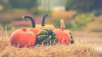 pumpkin patch near malvern ar,Location and Accessibility